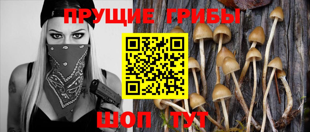 Галлюциногенные грибы Psilocybe Гуково
